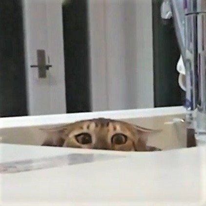 こちらを狙っている びびちゃん