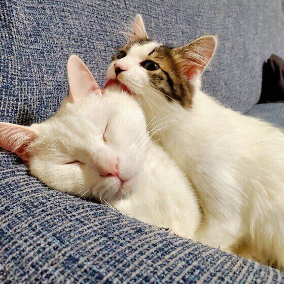 白のシロくんたち