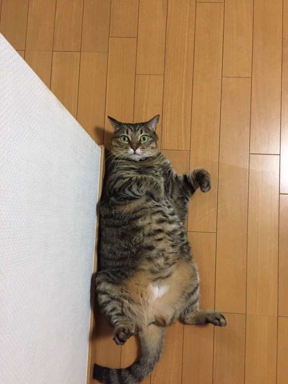 夏場のお決まりポーズをとるMIX茶トラのヴィヴィアン