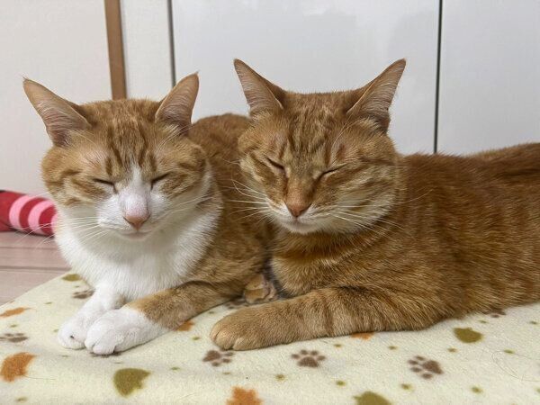 クウちゃんとカイちゃん