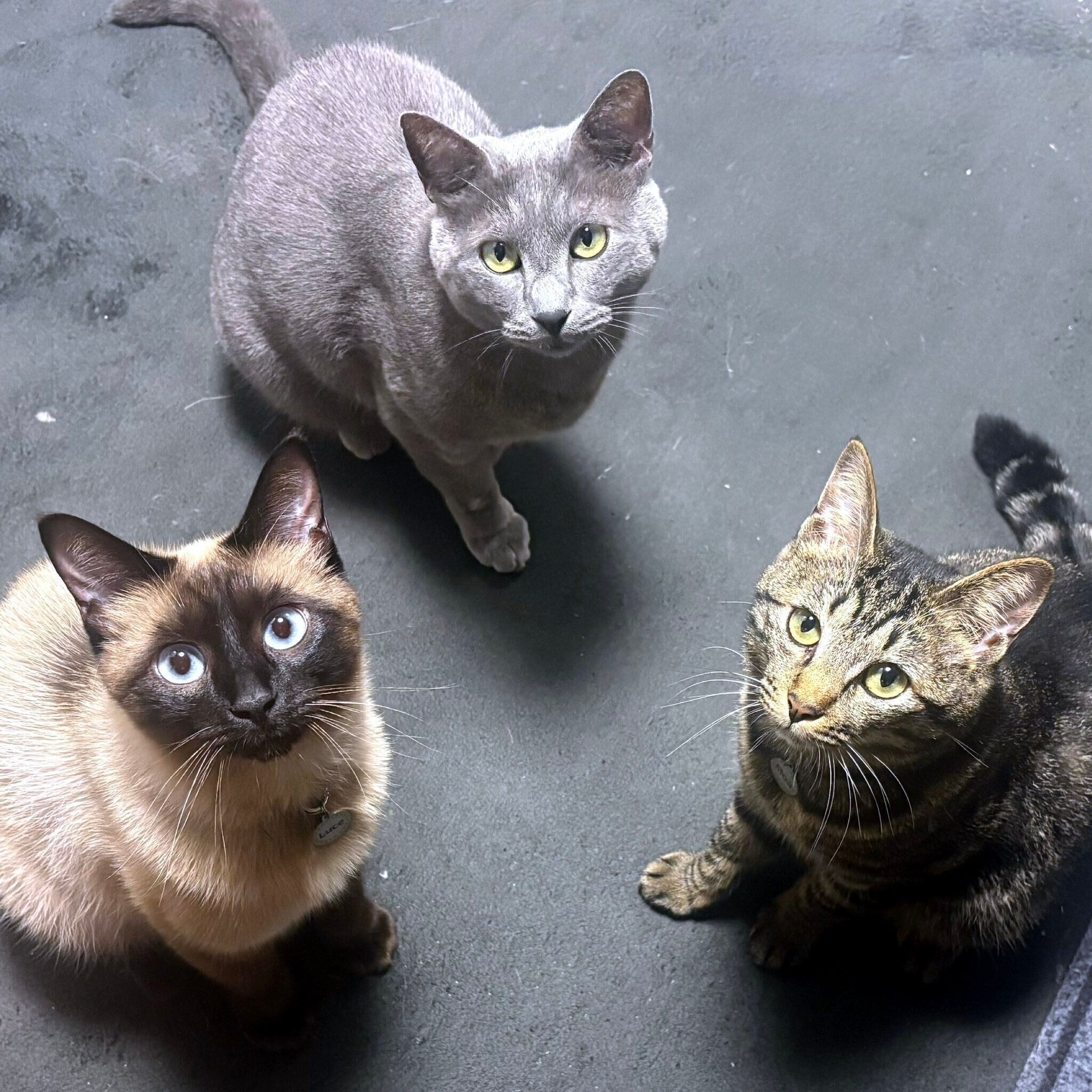 集合する猫たち