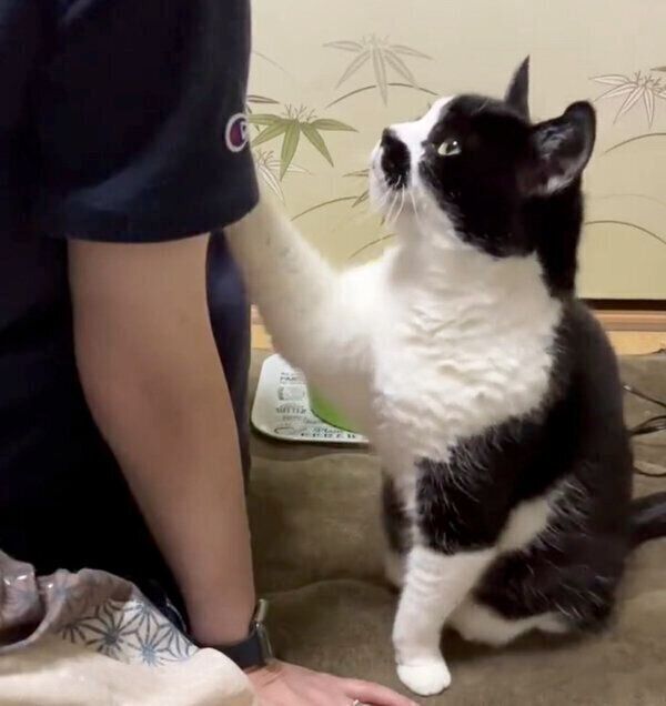 どうしても抱っこしてほしいドツちゃん