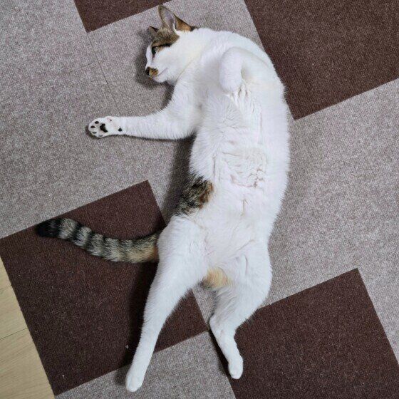 キジトラの緋ちゃん　