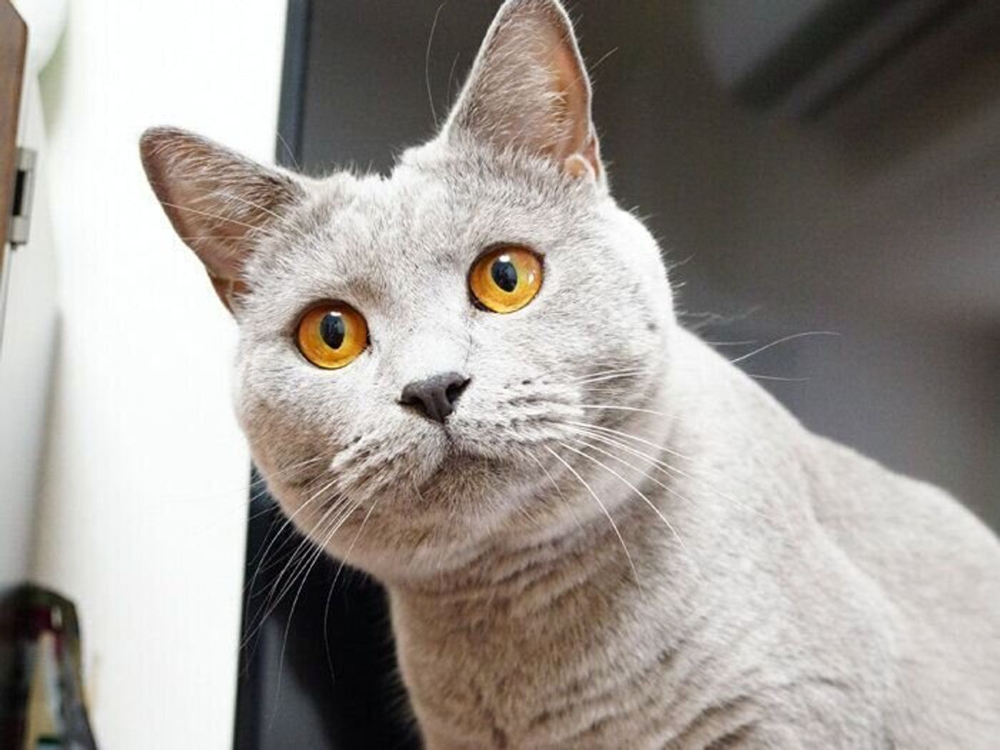 まるで宝石 猫の瞳の色 本日もねこ晴れなり Vol 368 ねこのきもちweb Magazine まるで宝石 猫の瞳の色 本日もねこ晴れなり Vol 368 ねこのきもちweb Magazine