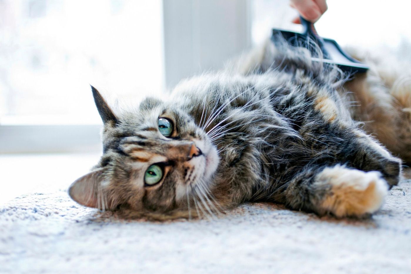 ふだんの数倍抜け毛が増える猫もいるから対策したい 秋の換毛期の抜け毛対策 ねこのきもちweb Magazine ふだんの数倍抜け毛が増える猫もいるから対策したい 秋の換毛期の抜け毛対策 ねこのきもちweb Magazine