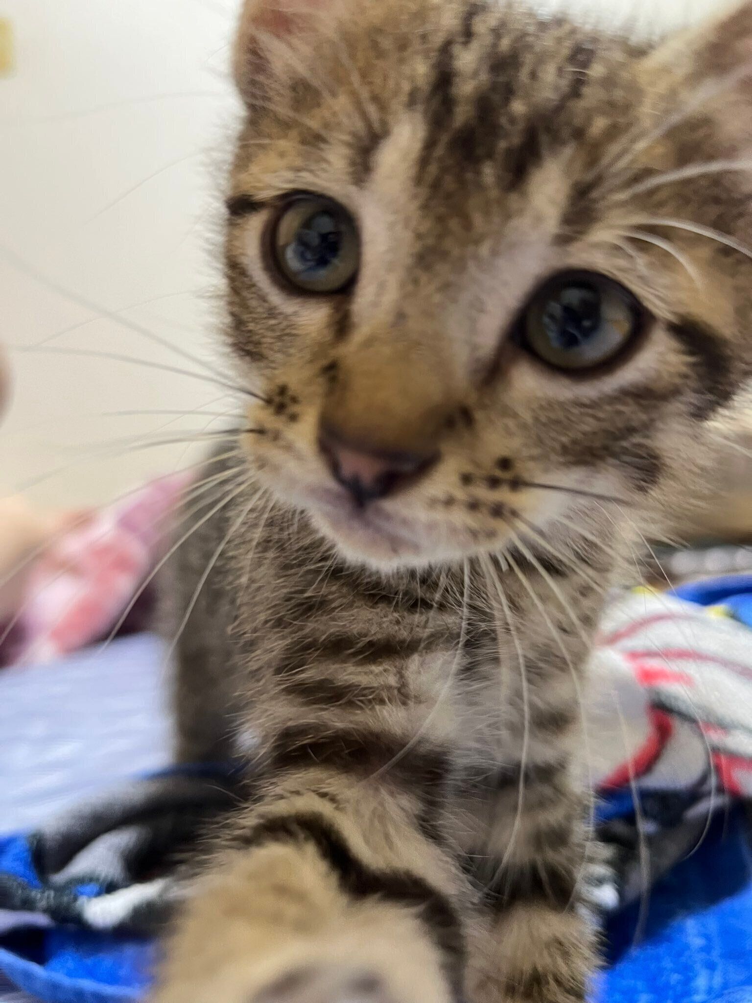 カメラに興味を持つ子猫