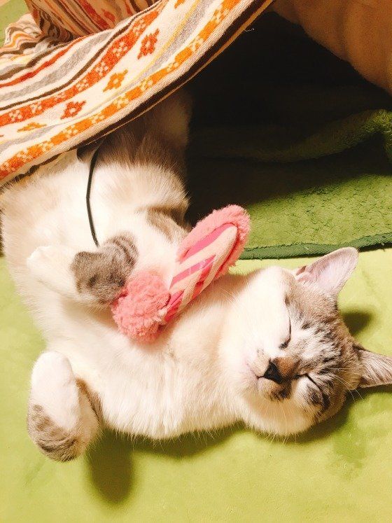 寝ている　ふくまるくん