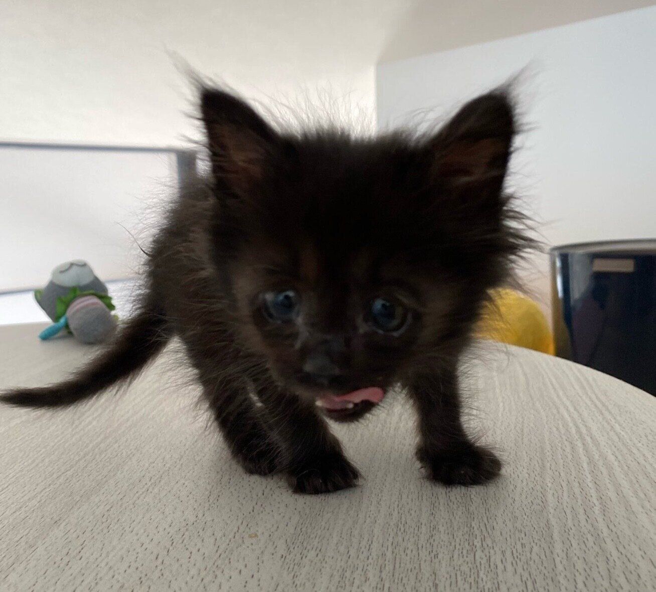 生後推定1カ月ごろのくまちゃん