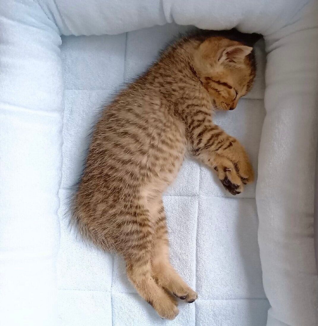 保護当時のぴっぴくん。