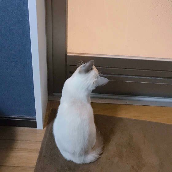 飼い主さんのお風呂上がりを待つロシアンブルー