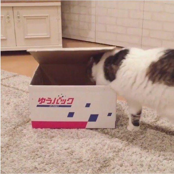 スコティッシュフォールド