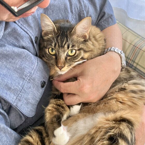 キジトラのチミィくん