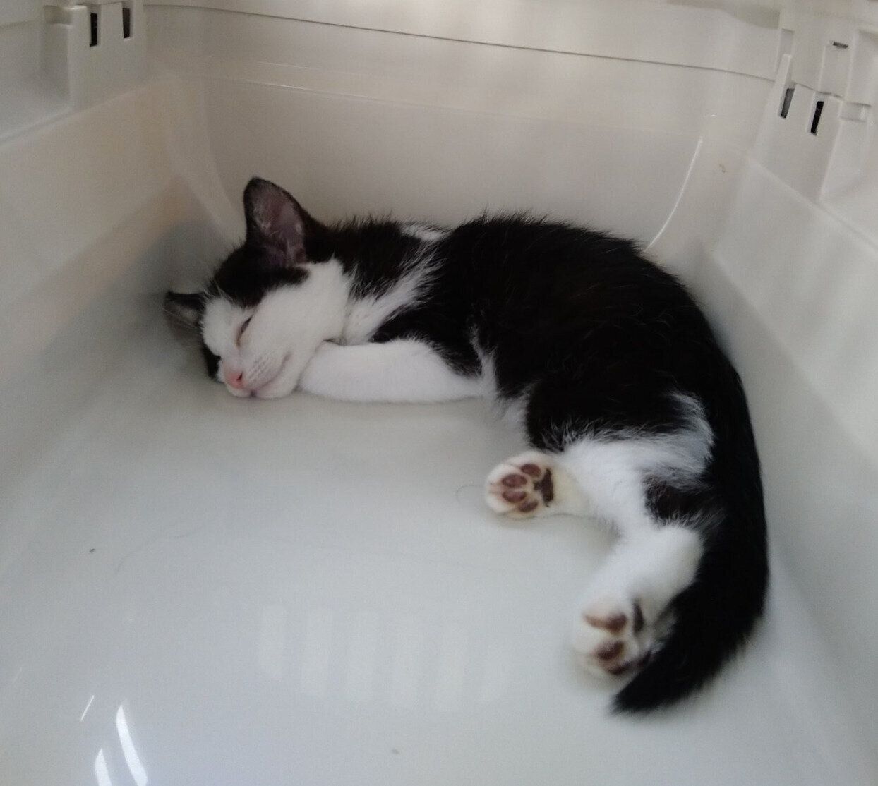 お迎え当時の豆大福ちゃん