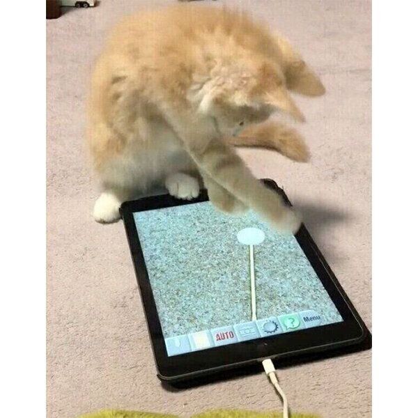 タブレットで遊ぶカルネくん