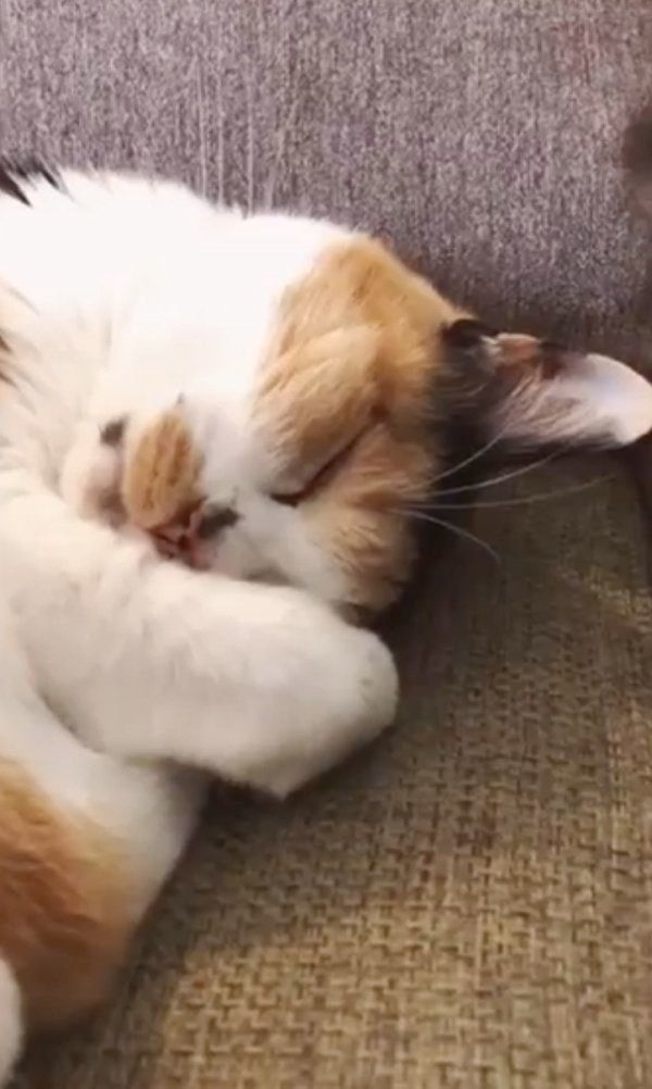 すやすやと眠るまろんちゃん