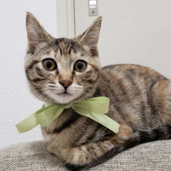 緑リボンをつけた猫