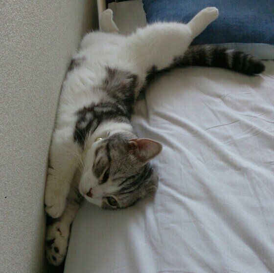 キジトラ猫の桃太郎ちゃん