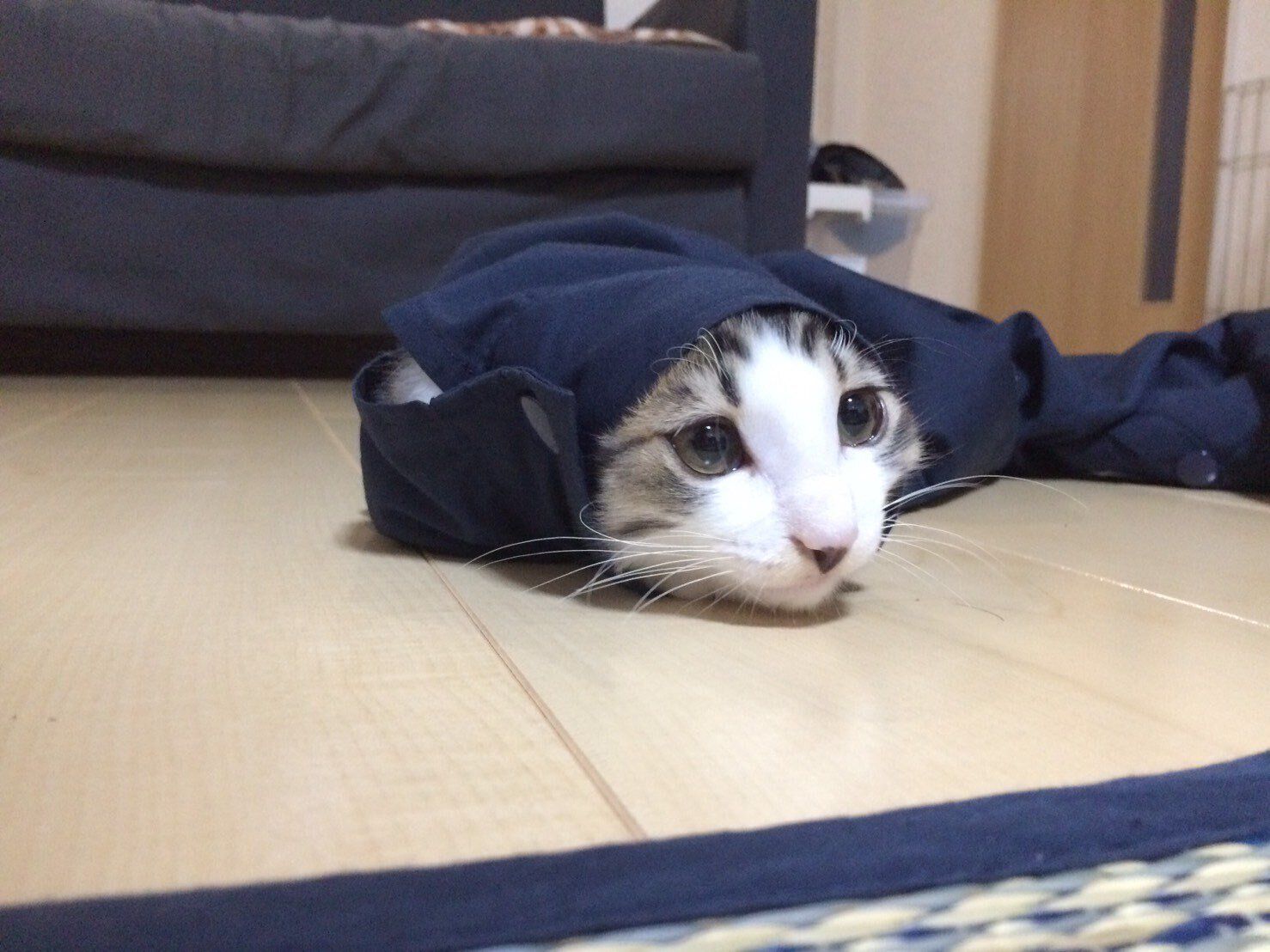 生後約5カ月の子猫