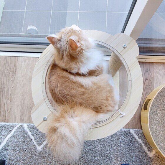 窓際のキャットタワーで涼むマンチカン・ロングヘア