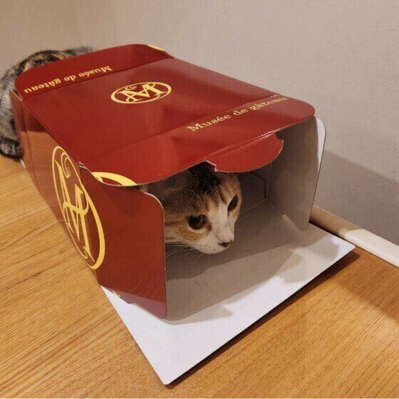 ケーキの箱にダッシュするるなちゃん