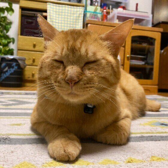 MIX茶トラのみぃくん