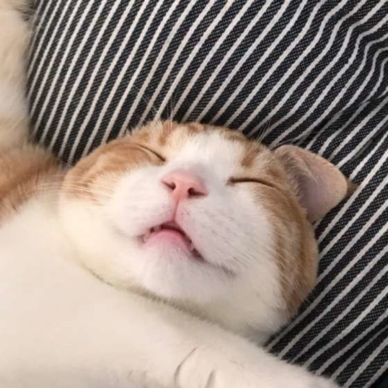 スコティッシュフォールドのルゥくん