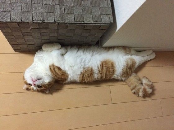 くつろぐスコティッシュフォールド