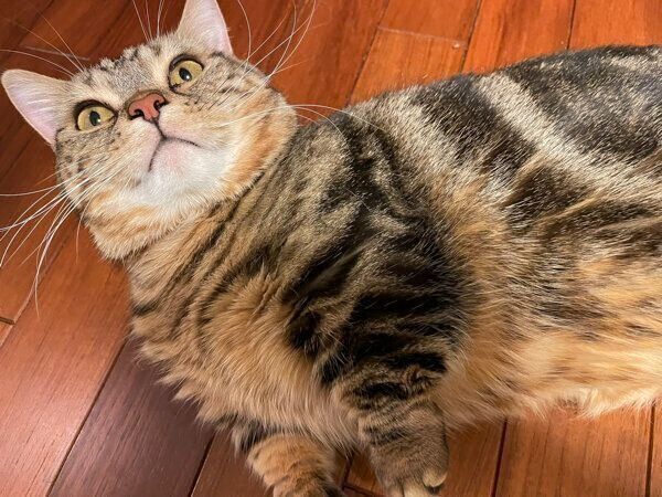 寝転がるしいたけくん