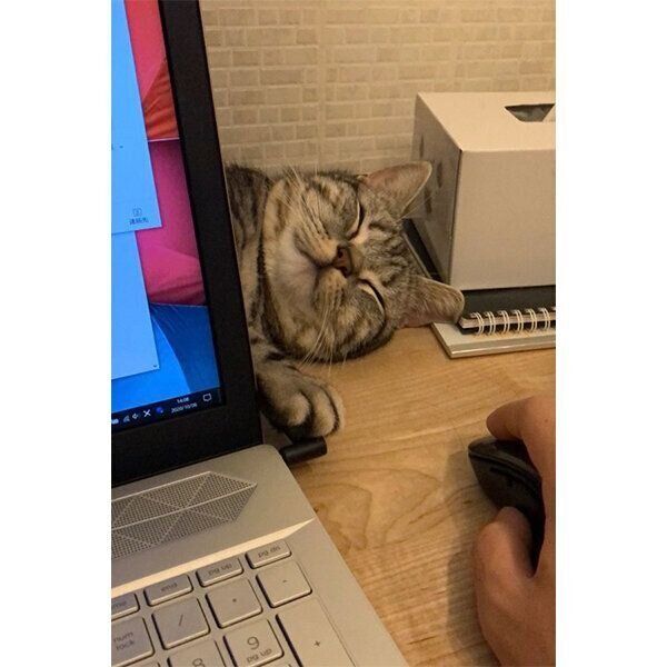 くつろぐあんこくん