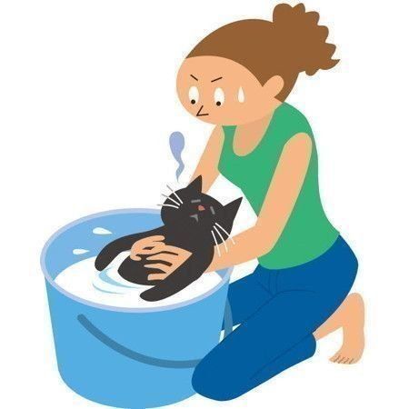 熱中症になった猫