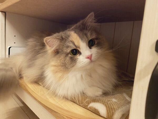 まったりするくるみちゃん