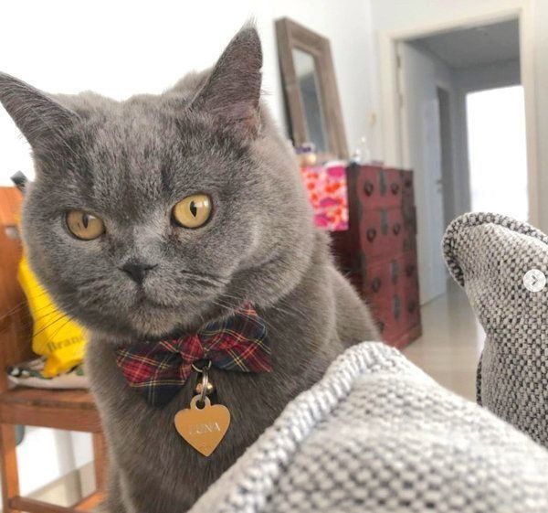 元保護猫・ブリティッシュショートヘアのルナ子ちゃん