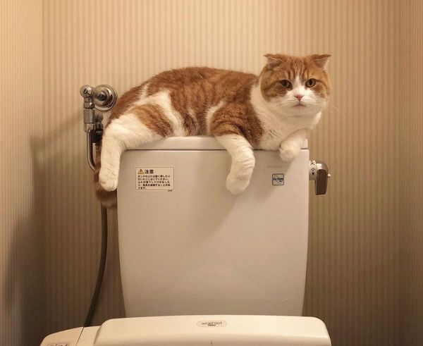 トイレに居座る猫