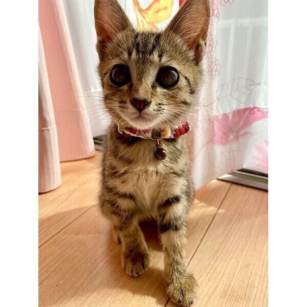 見つめるるなちゃん