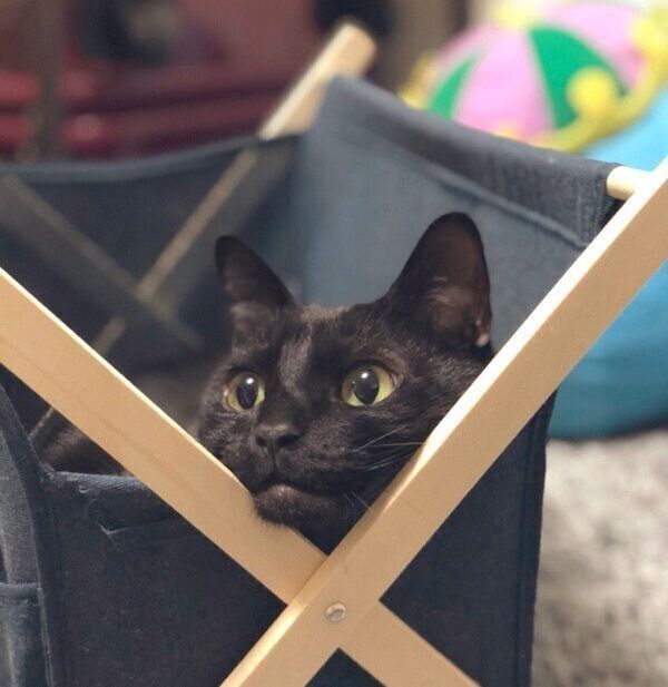 しゃくれ気味なこねろくくん