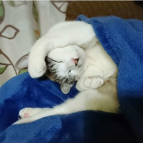 すやすや眠るMIXキジトラのミルキー