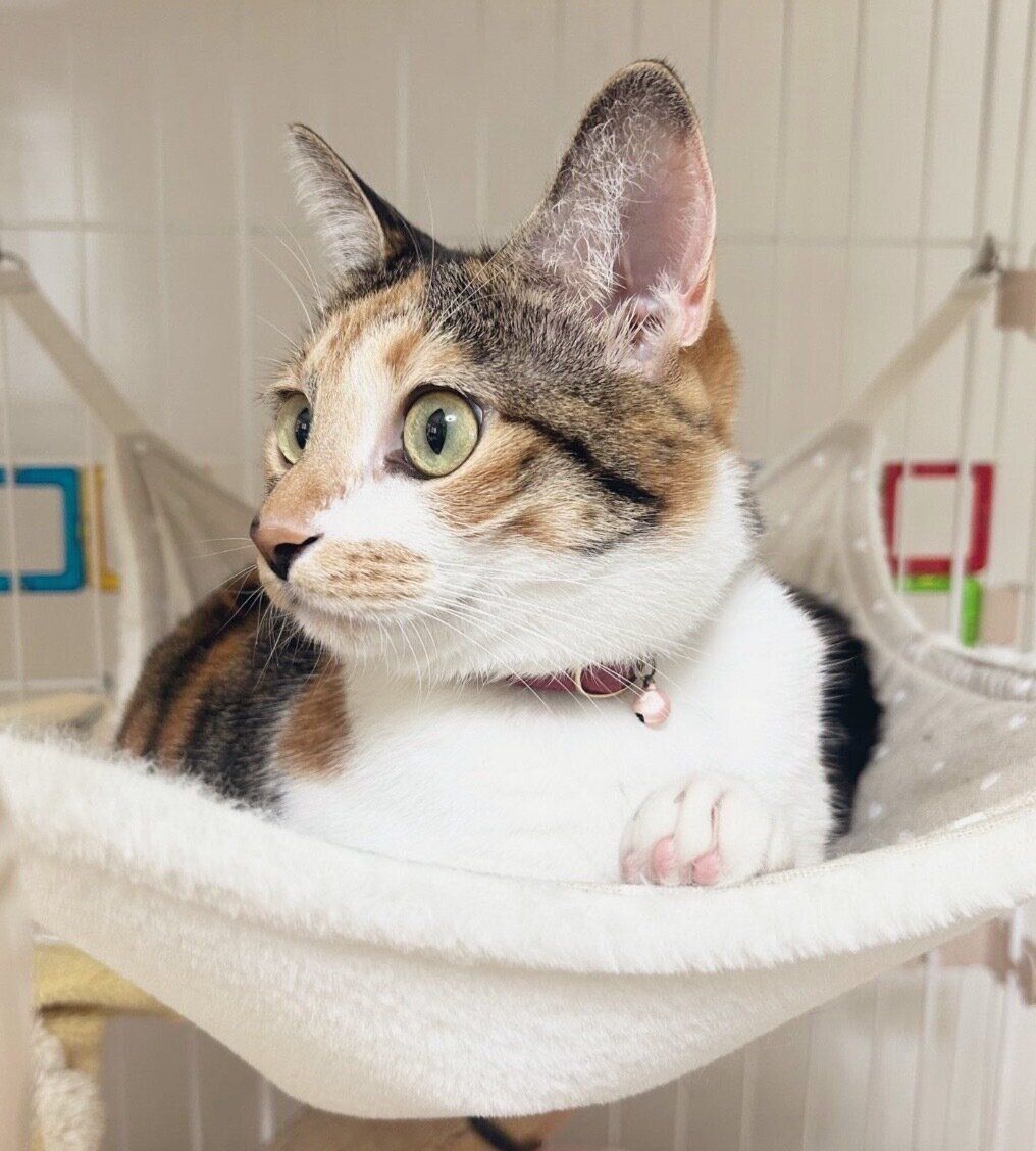 3才になったこはくちゃん