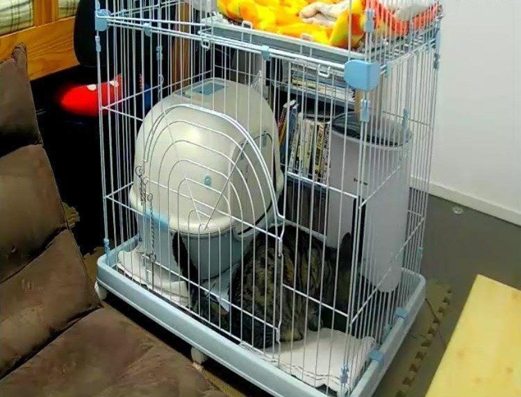 画像／2018年４月号「ちょっとの心がけで、絆はもっと強まる　猫の留守番ビフォーアフターにすること」