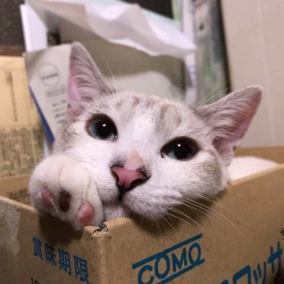 ダンボールに入る猫