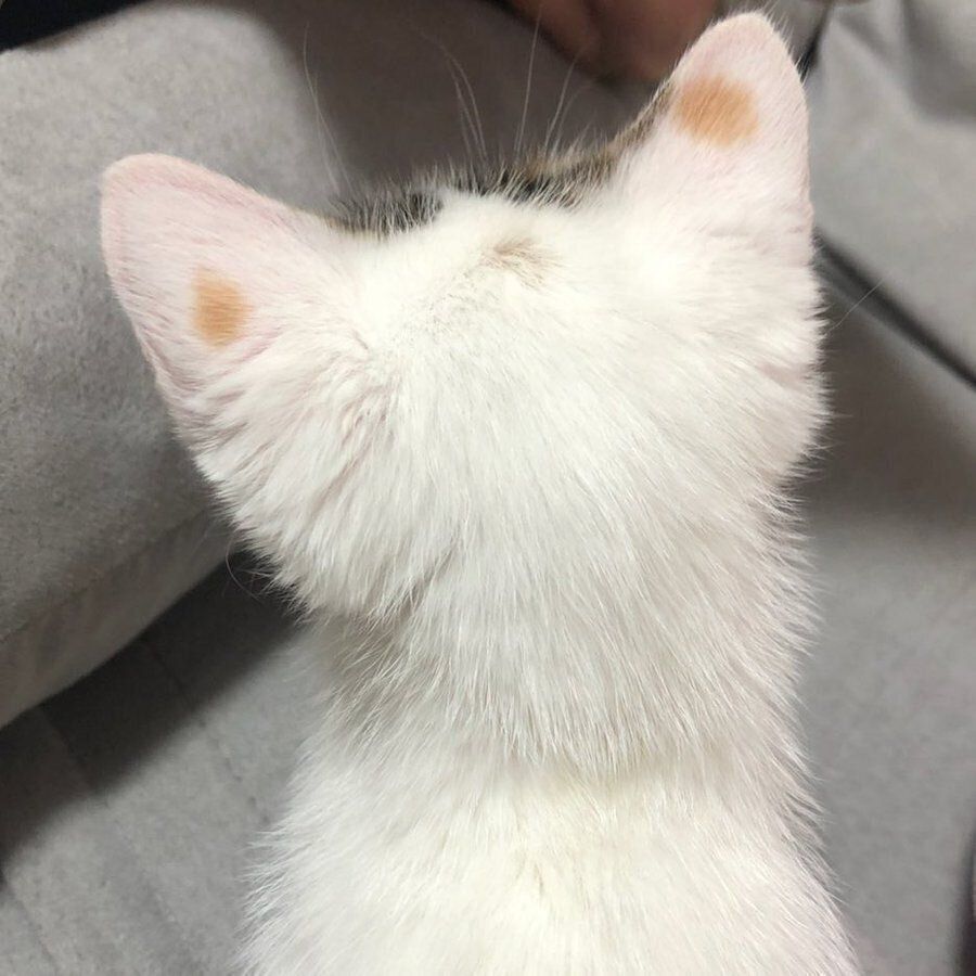 生後1カ月の頃のゆずちゃんの後頭部