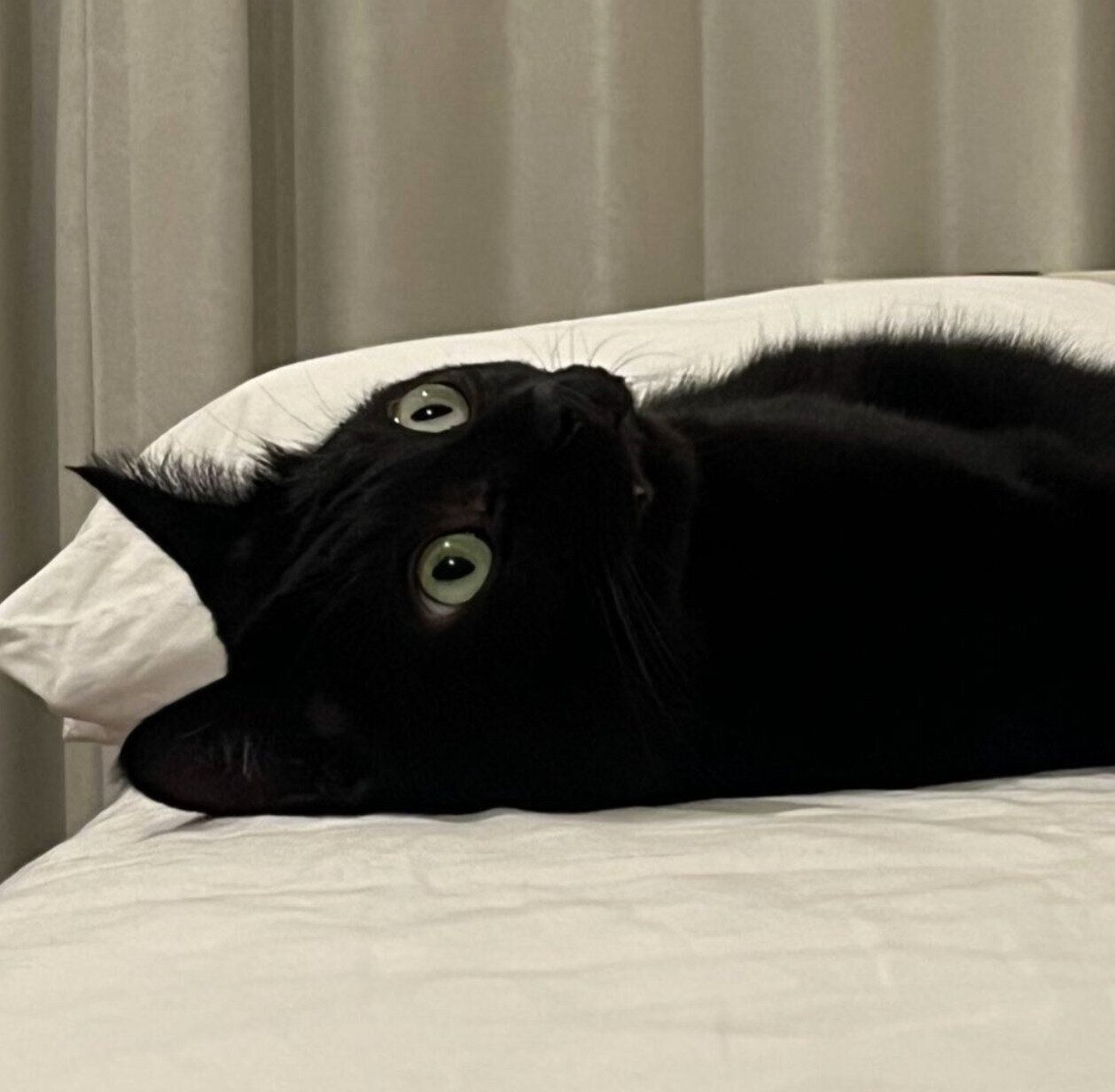 「電池切れ」なクロタくん