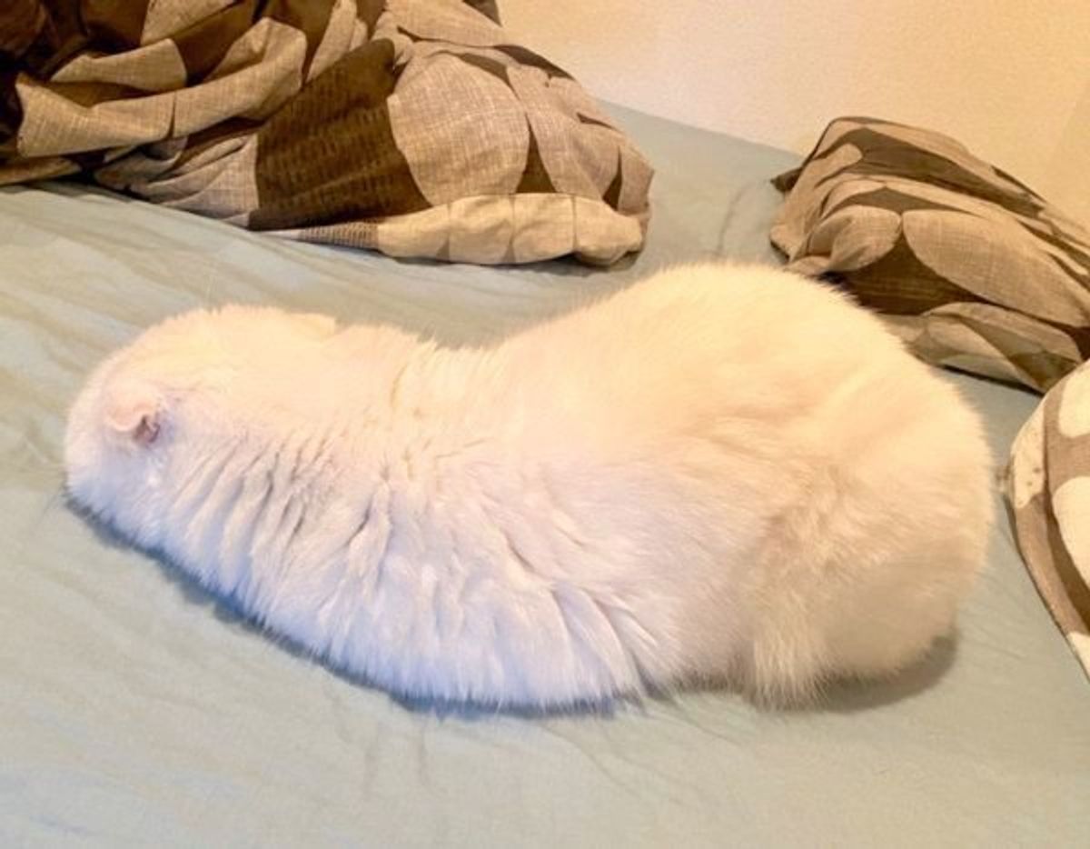 これはいったい 謎の体勢で眠る猫の寝姿が 白ナマコ に見えると話題に ねこのきもちweb Magazine これはいったい 謎の体勢で眠る猫の寝姿が 白ナマコ に見えると話題に ねこのきもちweb Magazine
