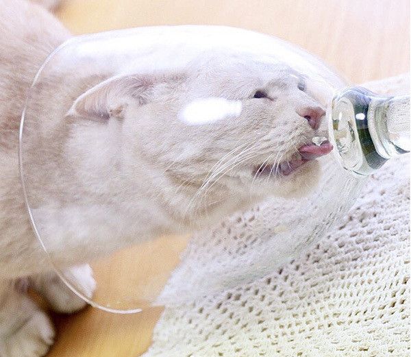 ちゅ〜るを食べる猫