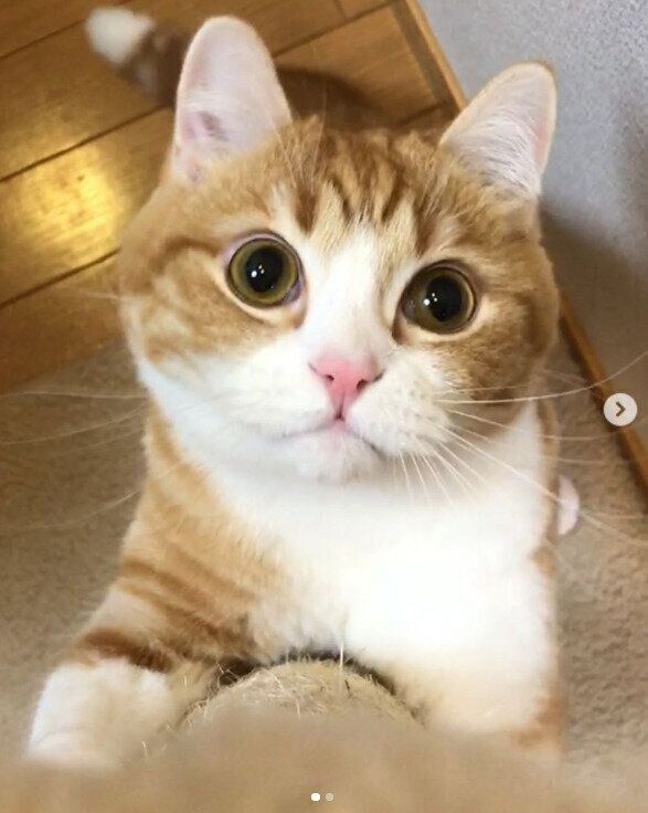 スコティッシュフォールドのもんくん