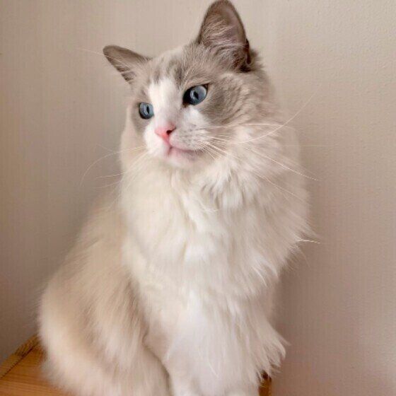 外の様子が気になるラグドール