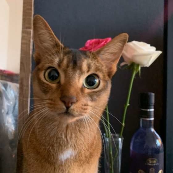 見つめるアビシニアン