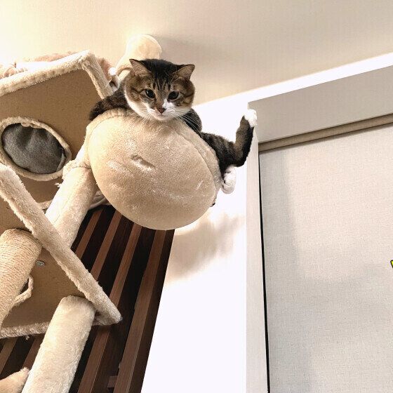 MIXキジトラのタビーくん