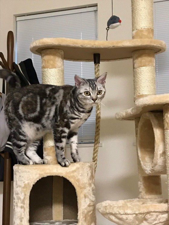 キャットタワーに乗るアメリカンショートヘアのめい