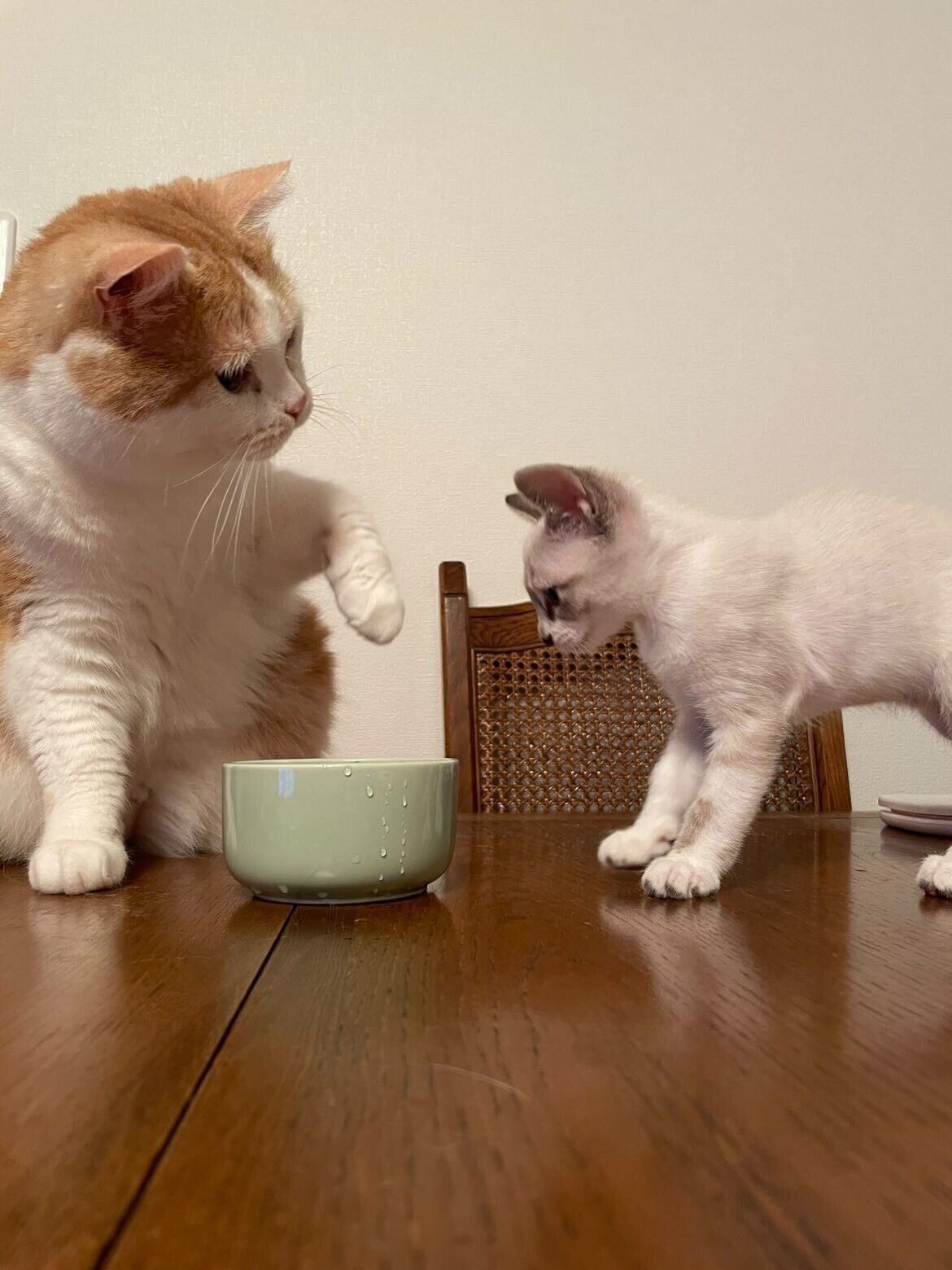 机の上にいる2匹の猫