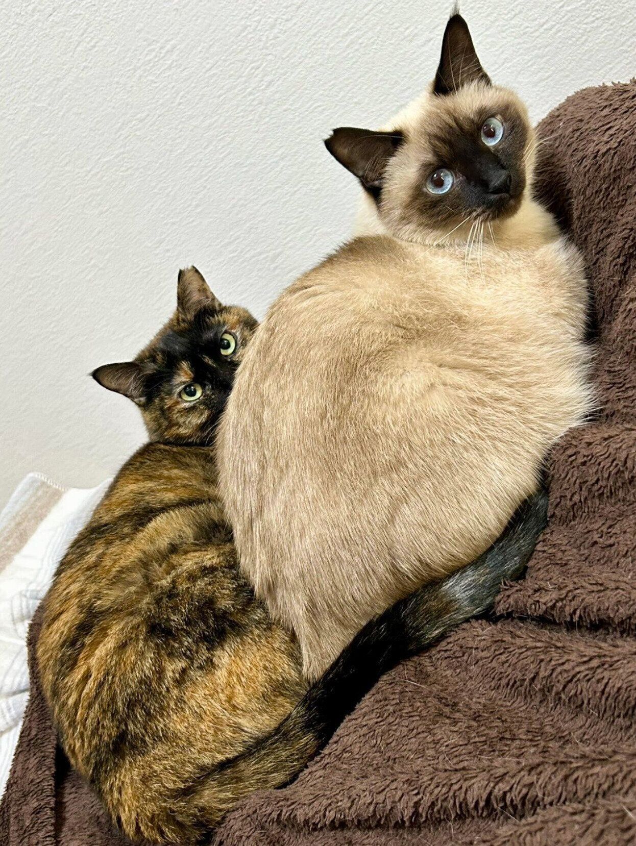 シンクロするナッツくん、サラミちゃん